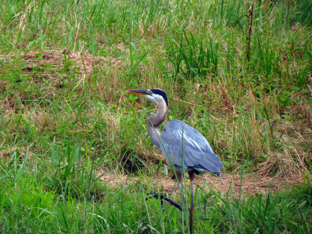 istock Wild heron on the river. Tennessee, US 979502596