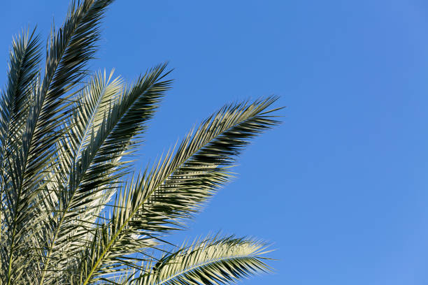 istock Palm Tree on Blue Sky Summer Tropical Background 979504718