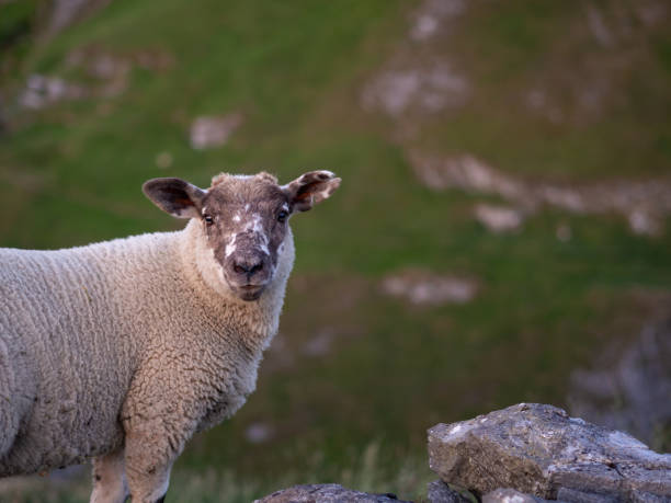 istock Sheep looking into the camera in the peak district of great britain 979511424