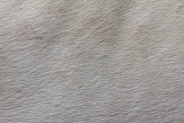 abstract view of the horse's wool. Background. Close up.