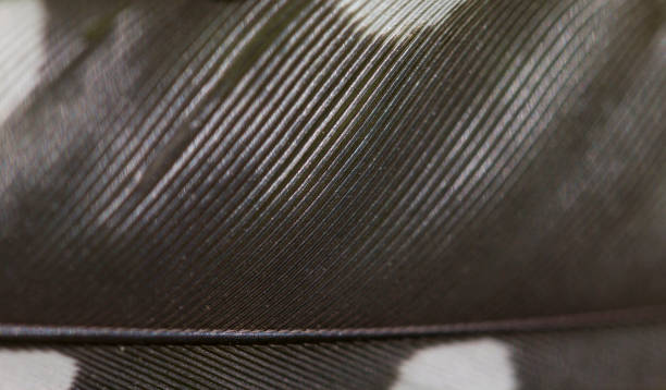 istock Spotted feather of a bird close-up. Macro. Abstract background. 979517818
