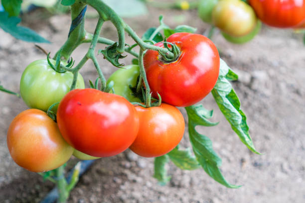 istock tomato ripening in greenhouse 979518180