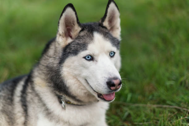 istock Funny young husky dog with blue eyes 979533896