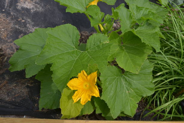 istock Home Vegetable and Herb Garden 979539874
