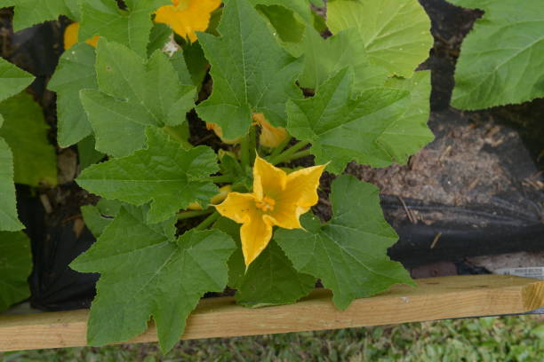 istock Home Vegetable and Herb Garden 979542846