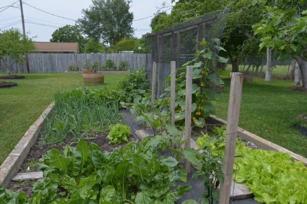 istock Home Vegetable and Herb Garden 979543244