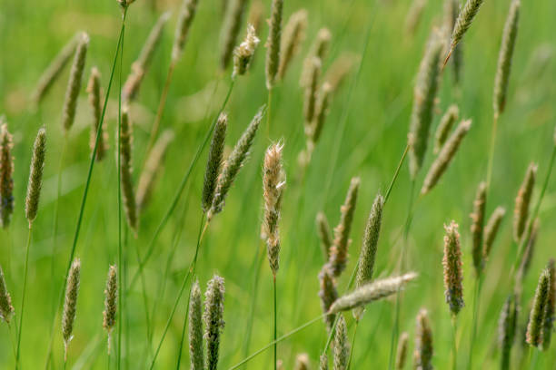 istock Blades of grass blooming in a field 979546326
