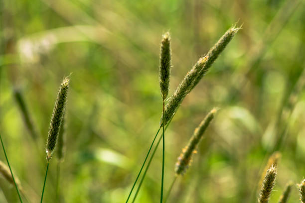 istock Macro of blooming grass 979546328