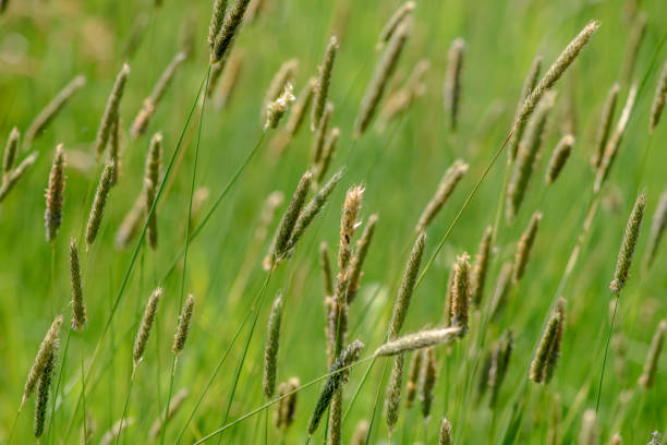 istock Macro of blooming Grass in a warm spring sun light 979546362