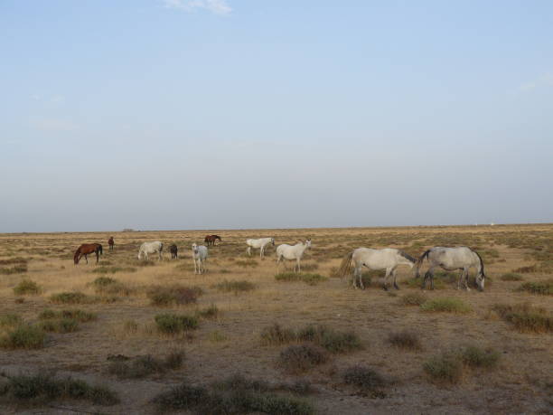 istock Herd of horses 979546390
