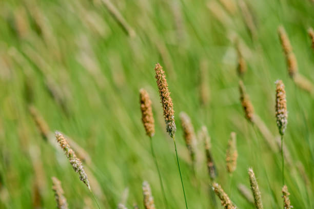 istock Blades of grass in a field 979546394