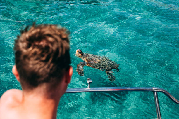 Young Man Looking at a Turtle from a Boat Young Man Looking at a Turtle from a Boat. zakynthos stock pictures, royalty-free photos & images