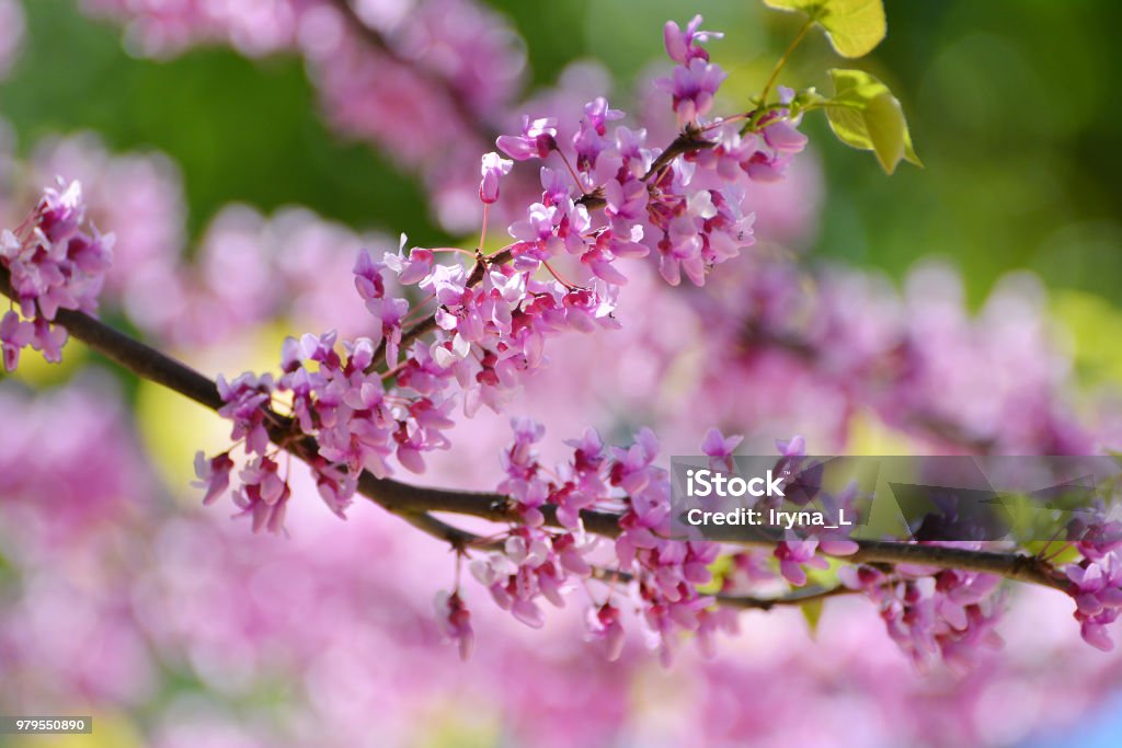 Pink flowers of Cercis Canadian in the spring garden. Tree of lilac Cercis Canadian. Backgrounds Stock Photo