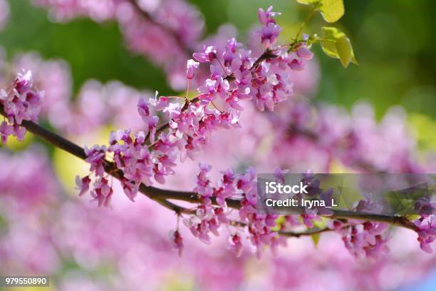 Pink Flowers Of Cercis Canadian In The Spring Garden Tree Of Lilac Cercis Canadian Stock Photo - Download Image Now