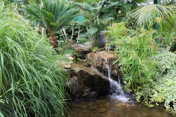 istock Small water fall in pond surrounded by ferns and plants 979551098