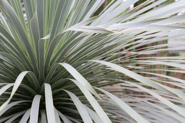 istock Close up of cactus leaves and spines, texture 979555602