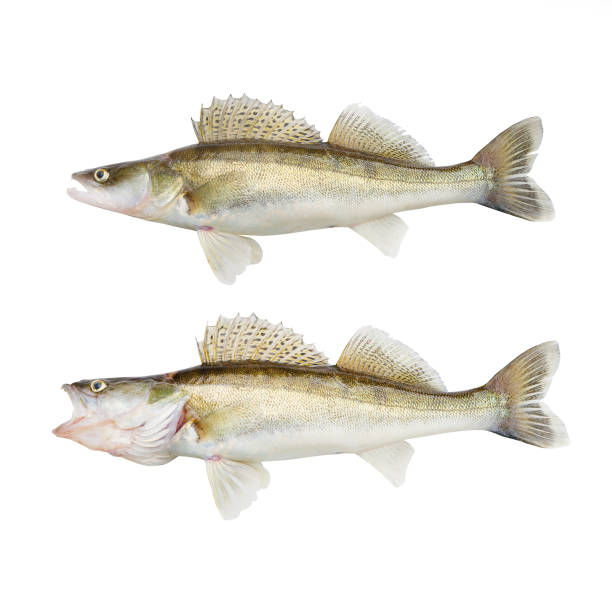 The Walleye or Pike-perch - Sander lucioperca. Fishing catch on white background. The Walleye or Pike-perch - Sander lucioperca. Fishing catch on white background. ray finned fish stock pictures, royalty-free photos & images