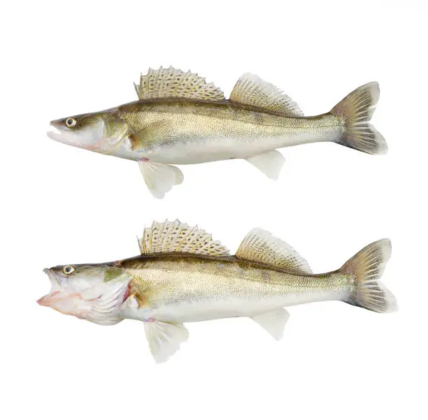 The Walleye or Pike-perch - Sander lucioperca. Fishing catch on white background.
