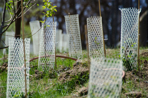 istock Garden Filled with Seedlings Protected by White Plastic Mesh Protector Tubes 979563590