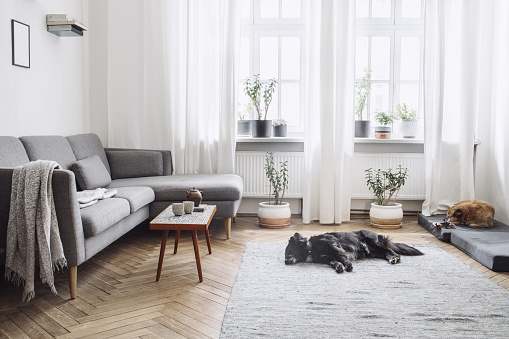 Design interior of living room with small design table and sofa. White walls, plants on the windowsill and floor. Brown wooden parquet. The dogs sleep in the room.