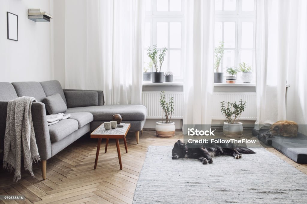 Design interior of living room with small design table and sofa. White walls, plants on the windowsill and floor. Brown wooden parquet. The dogs sleep in the room. Stylish and modern scandinavian interior. Living Room Stock Photo