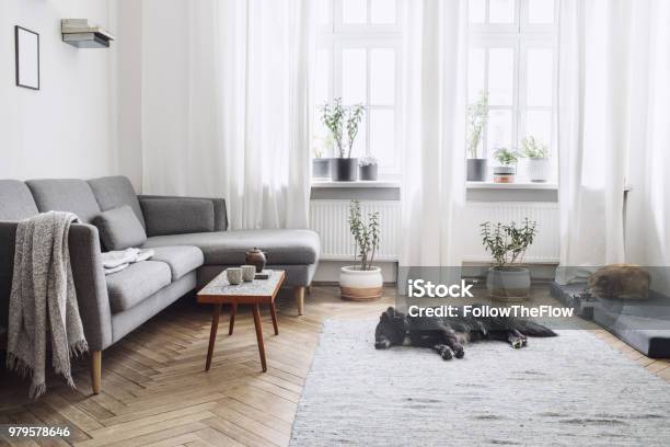 Design Interior Of Living Room With Small Design Table And Sofa White Walls Plants On The Windowsill And Floor Brown Wooden Parquet The Dogs Sleep In The Room Stock Photo - Download Image Now