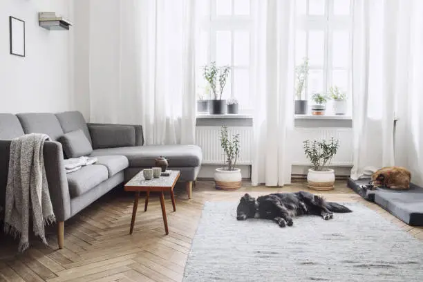 Photo of Design interior of living room with small design table and sofa. White walls, plants on the windowsill and floor. Brown wooden parquet. The dogs sleep in the room.