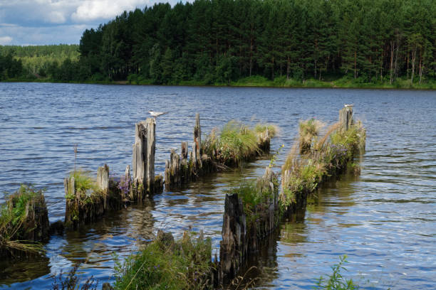 istock Summer landscape on the lake shore 979579250