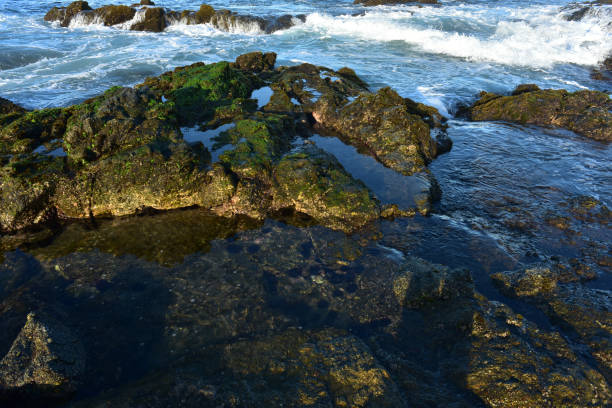 istock rocky Pacific coast shoreline and tidal pools Baja, Mexico 979579376