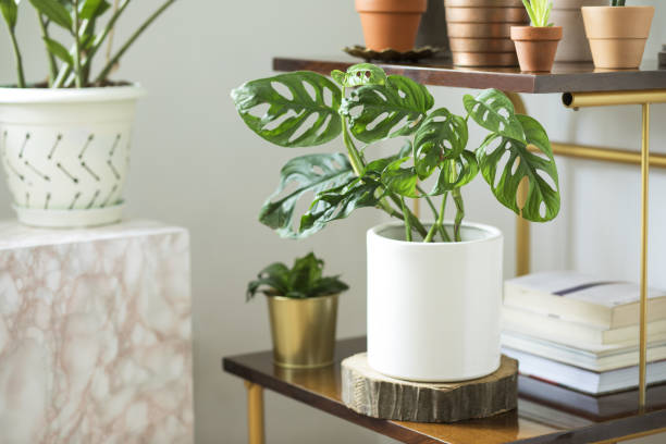 el interior de la habitación moderna con un montón de plantas diferentes en macetas de diseño en la plataforma marrón vintage. interior casa de amante de la naturaleza. - new life growth desert plant fotografías e imágenes de stock