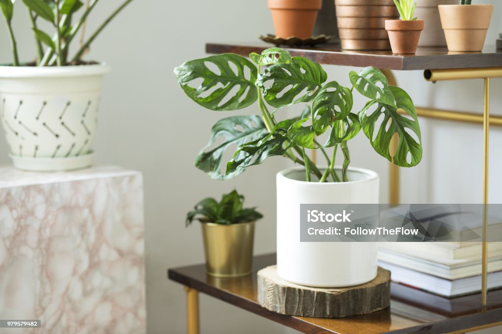 The modern room interior with a lot of different plants in design pots on the brown vintage shelf. Home interior of nature lover. Modern composition of home garden. Cheese Plant Stock Photo