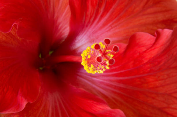 detalhes e macro de flor de hibisco vermelho - hibiscus single flower flower red - fotografias e filmes do acervo