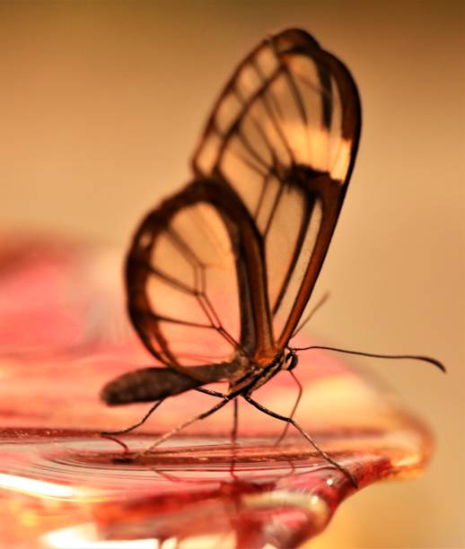 istock Tropical butterflies on flowers. 979585080