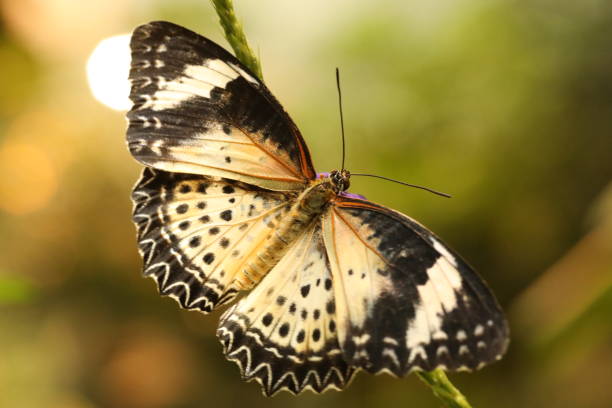 istock Tropical butterflies on flowers. 979585224