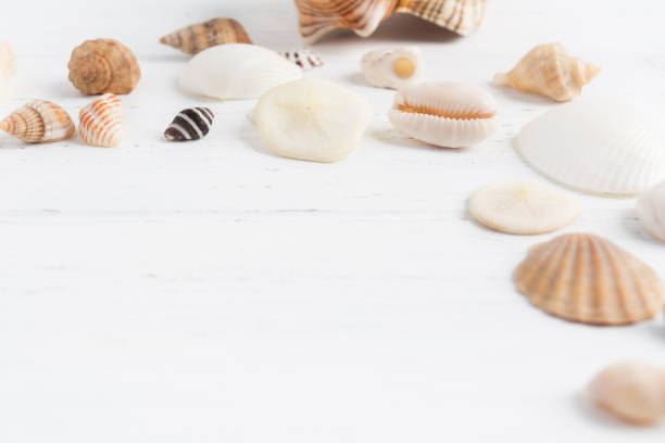 istock Seashells on white wooden background with copy space 979588336