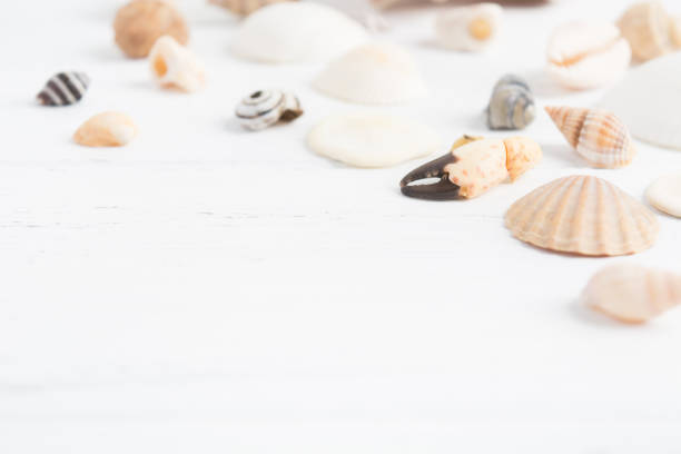istock Shellfish's pincer with various shells around over white wooden background 979588434