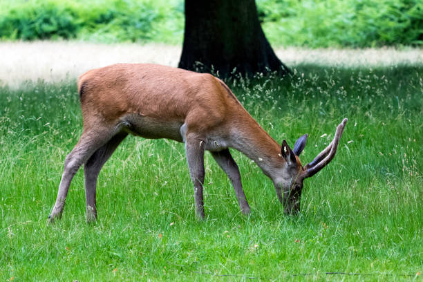 istock Wild male red deer 979592220