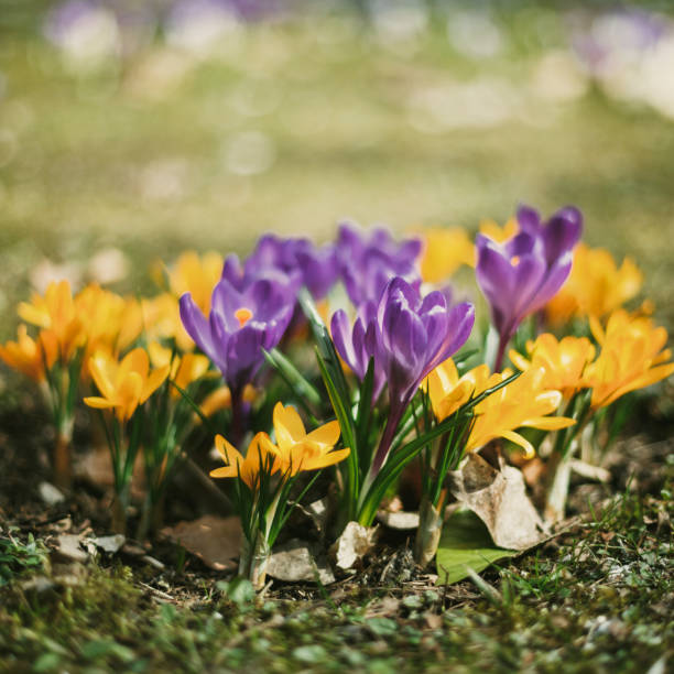 istock Flowers on Spring season background. 979596882