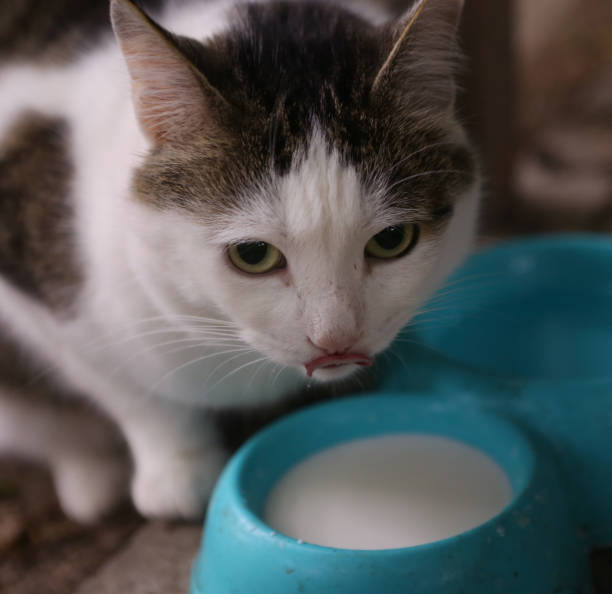 hungry cat drink milk from blue bowl lick his lips with tongue