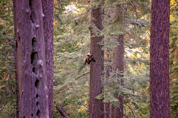 yosemite national paek - snowpack stock-fotos und bilder