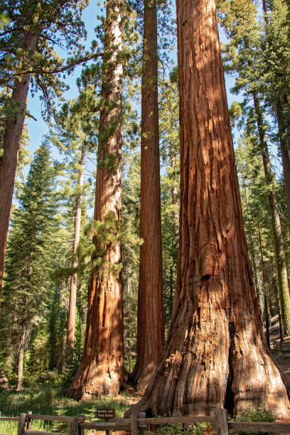 istock Yosemite National Paek 979603898