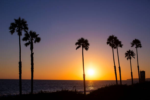 istock Sunset at the beach with palm tree silhouette 979606906