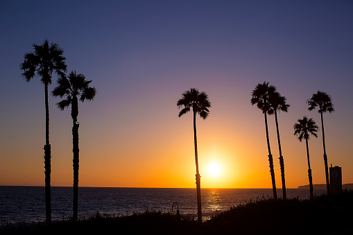 Palm trees silhouetted by the sun setting off the coast of Southern California