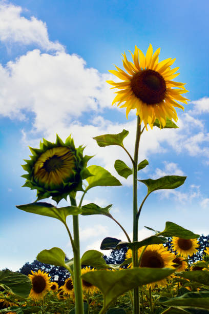 istock Sunflower field on Blue Sky 979619820