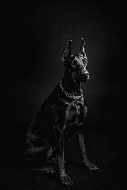istock beautiful doberman pinscher close-up on a black background 979619906