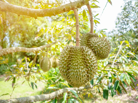Fresh asian durian on tree. The king of fruits.