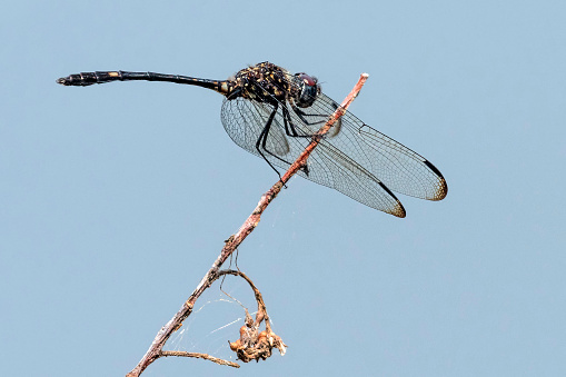 Swift Setwing Dragonfly resting on a dead plant twig