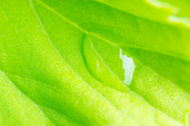 istock Drop of dew in morning on leaf 979626068