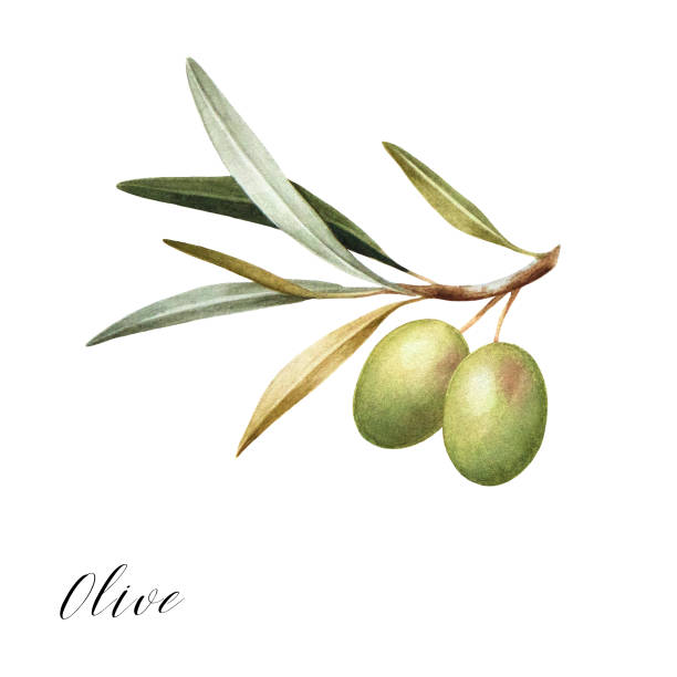 istock Watercolor illustration of green olives on branch. 979631432