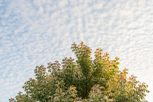 Spring green of Acer Negundo Flamingo (Flamingo Boxelder) and Blue sky of Scales cloud